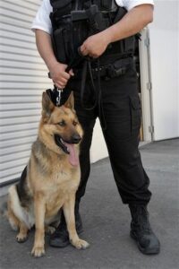 Bekçi Köpeği